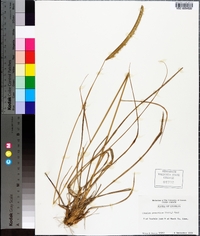 Ctenium aromaticum image