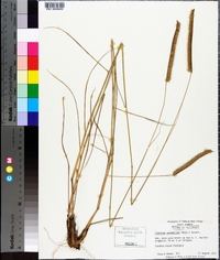 Ctenium aromaticum image