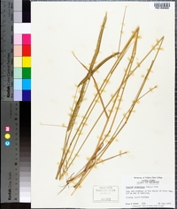 Ctenium aromaticum image