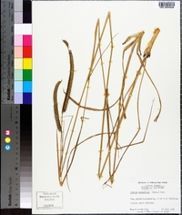 Ctenium aromaticum image