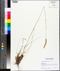Ctenium aromaticum image
