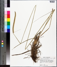 Ctenium aromaticum image