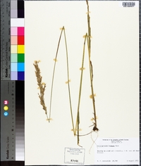 Calamagrostis porteri image