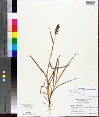 Cenchrus echinatus image