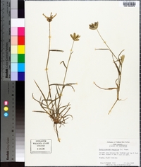 Dactyloctenium aegyptium image