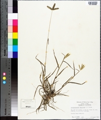 Dactyloctenium aegyptium image