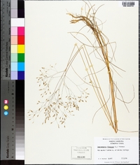 Deschampsia flexuosa image