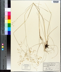 Deschampsia flexuosa image