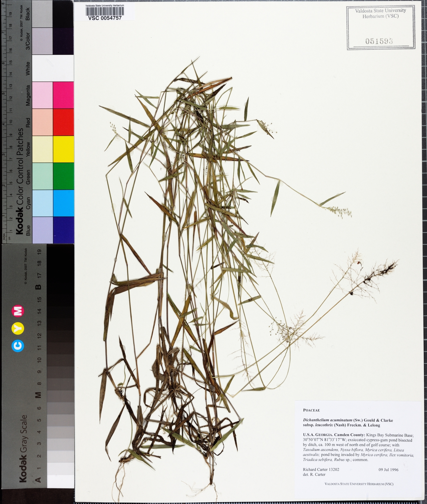 Dichanthelium acuminatum subsp. leucothrix image