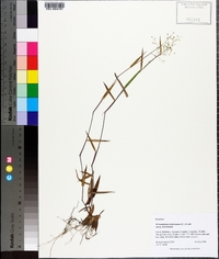 Dichanthelium dichotomum subsp. dichotomum image