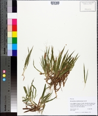 Dichanthelium laxiflorum image