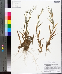 Dichanthelium acuminatum subsp. acuminatum image