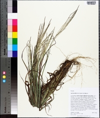 Digitaria filiformis image