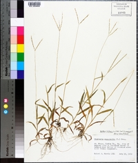 Digitaria filiformis image