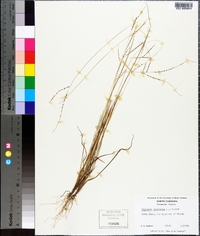 Digitaria filiformis image