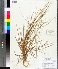 Digitaria filiformis image