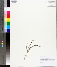 Digitaria ischaemum image