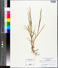 Digitaria ischaemum image