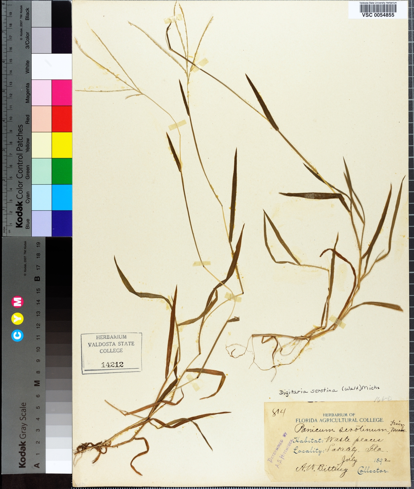 Digitaria serotina image