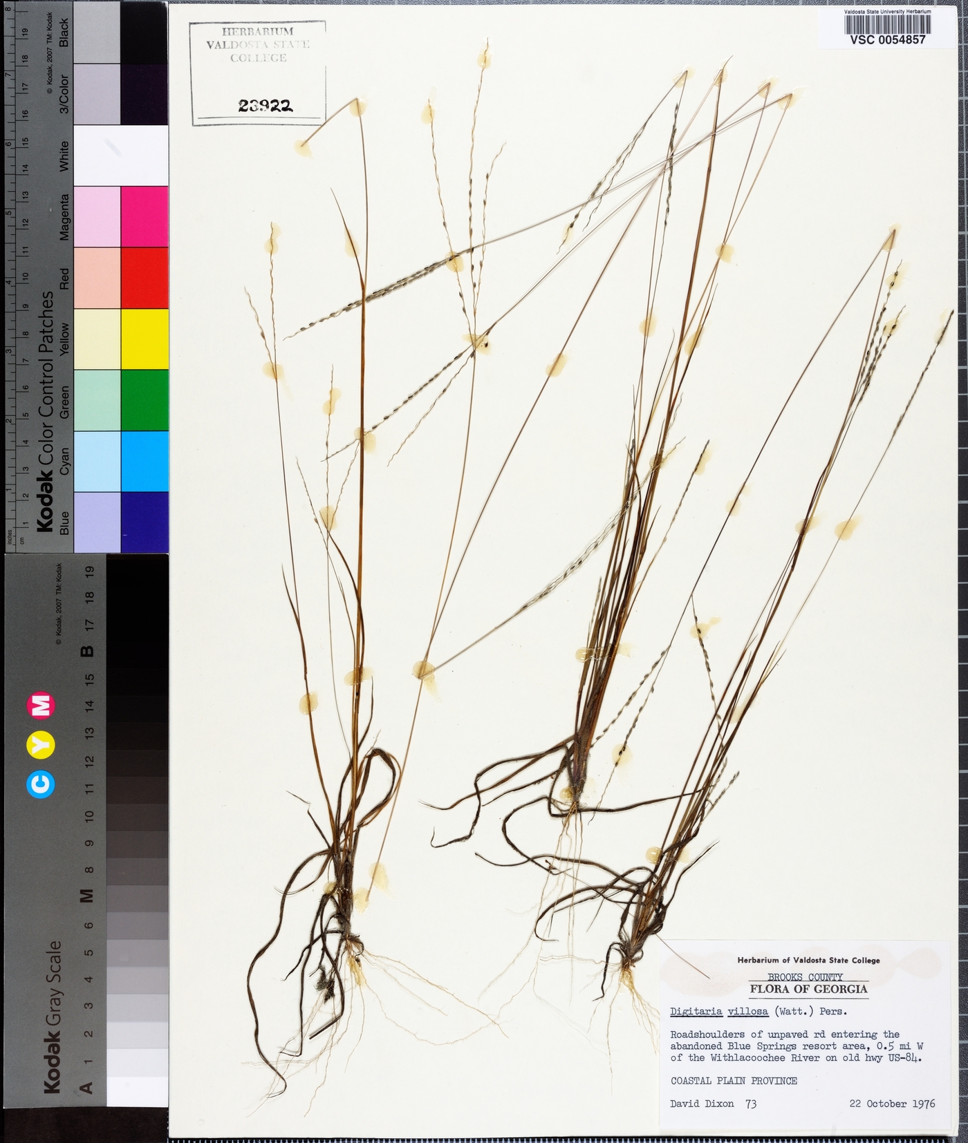 Digitaria villosa image