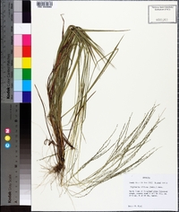 Digitaria villosa image