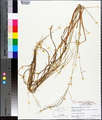 Digitaria villosa image