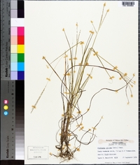 Digitaria villosa image