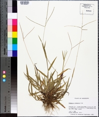 Digitaria violascens image