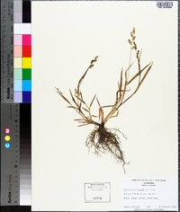 Echinochloa colona image