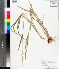 Echinochloa colona image