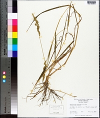 Echinochloa colona image