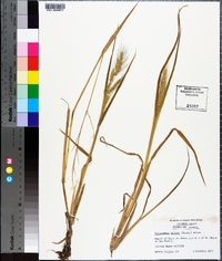 Echinochloa walteri image