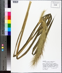 Echinochloa walteri image