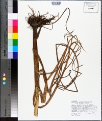 Echinochloa walteri image