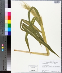 Echinochloa walteri image