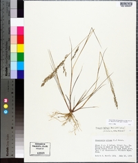 Eragrostis bahiensis image