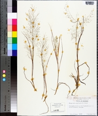 Eragrostis capillaris image