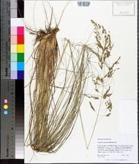 Eragrostis curvula image