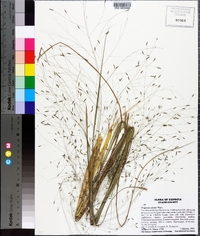 Eragrostis elliottii image