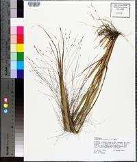 Eragrostis elliottii image