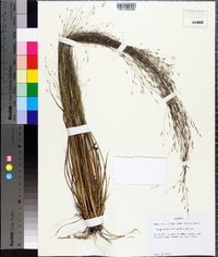 Eragrostis elliottii image