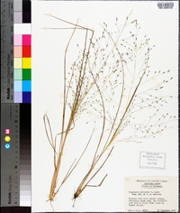 Eragrostis elliottii image