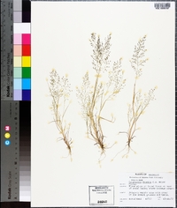 Eragrostis frankii image