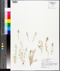 Eragrostis hypnoides image