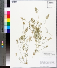 Eragrostis hypnoides image