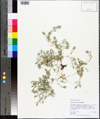 Eragrostis hypnoides image