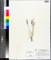 Eragrostis minor image