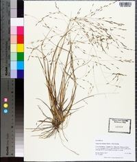 Eragrostis refracta image