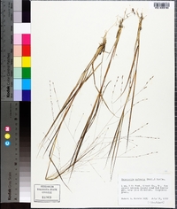 Eragrostis refracta image