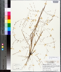 Eragrostis refracta image